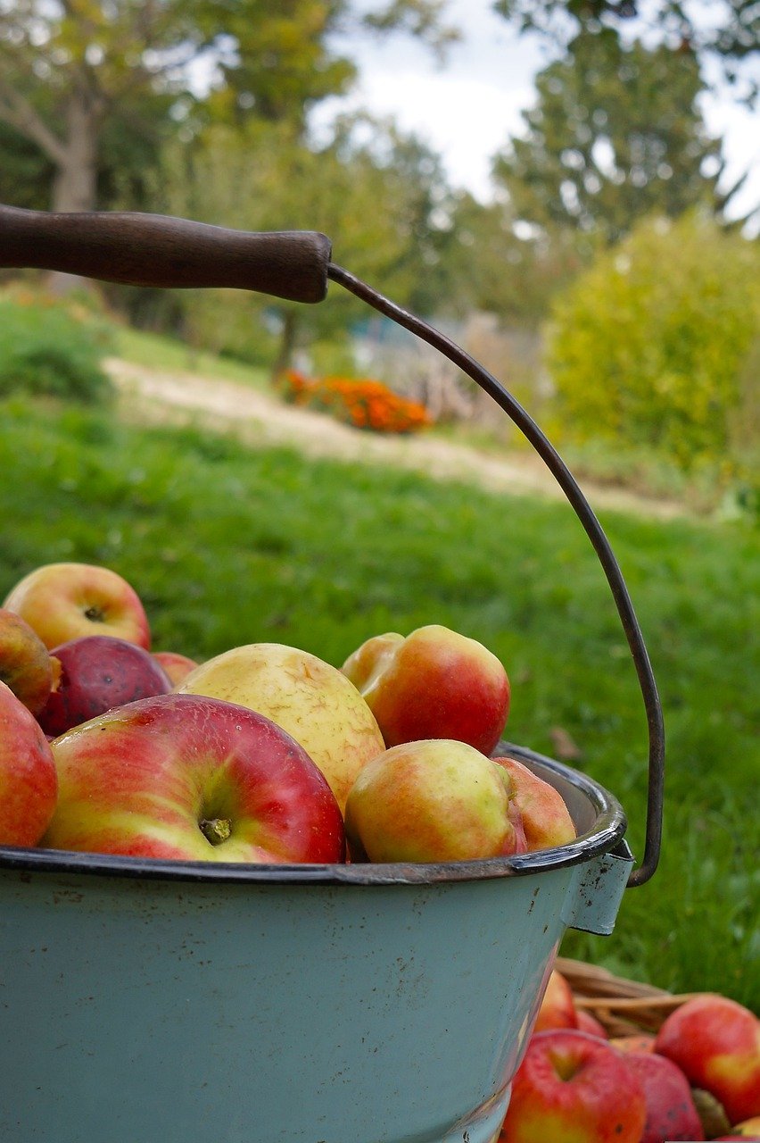 apple, apple harvest, bucket-990070.jpg