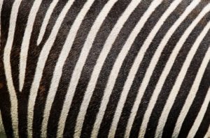 zebra, zebra pattern, zebra fur-2406868.jpg