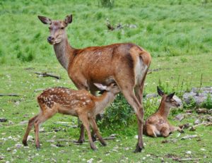 deer, fawn, wild-2549613.jpg